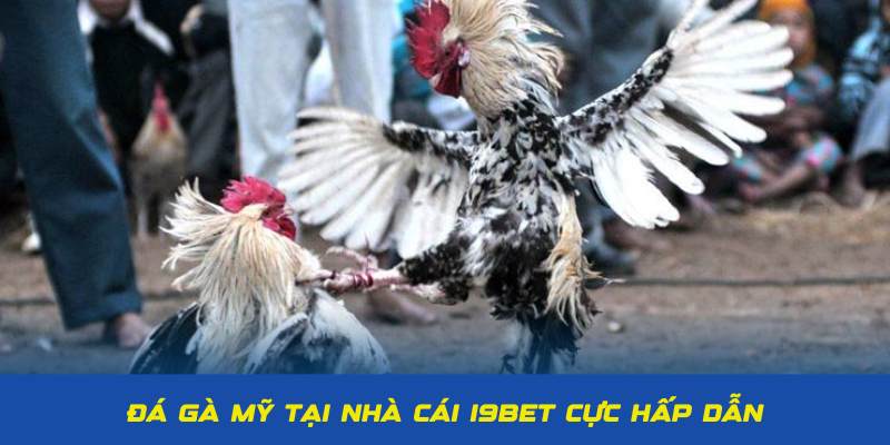 Tham gia hình thức cá cược chiến kê Mỹ tại đá gà I9BET  